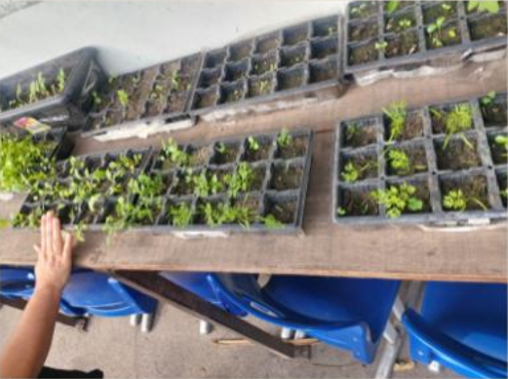 Mudas do projeto Horta nas Escolas apoiado pela PASA